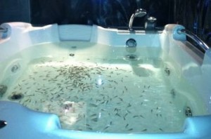 Fish Spa